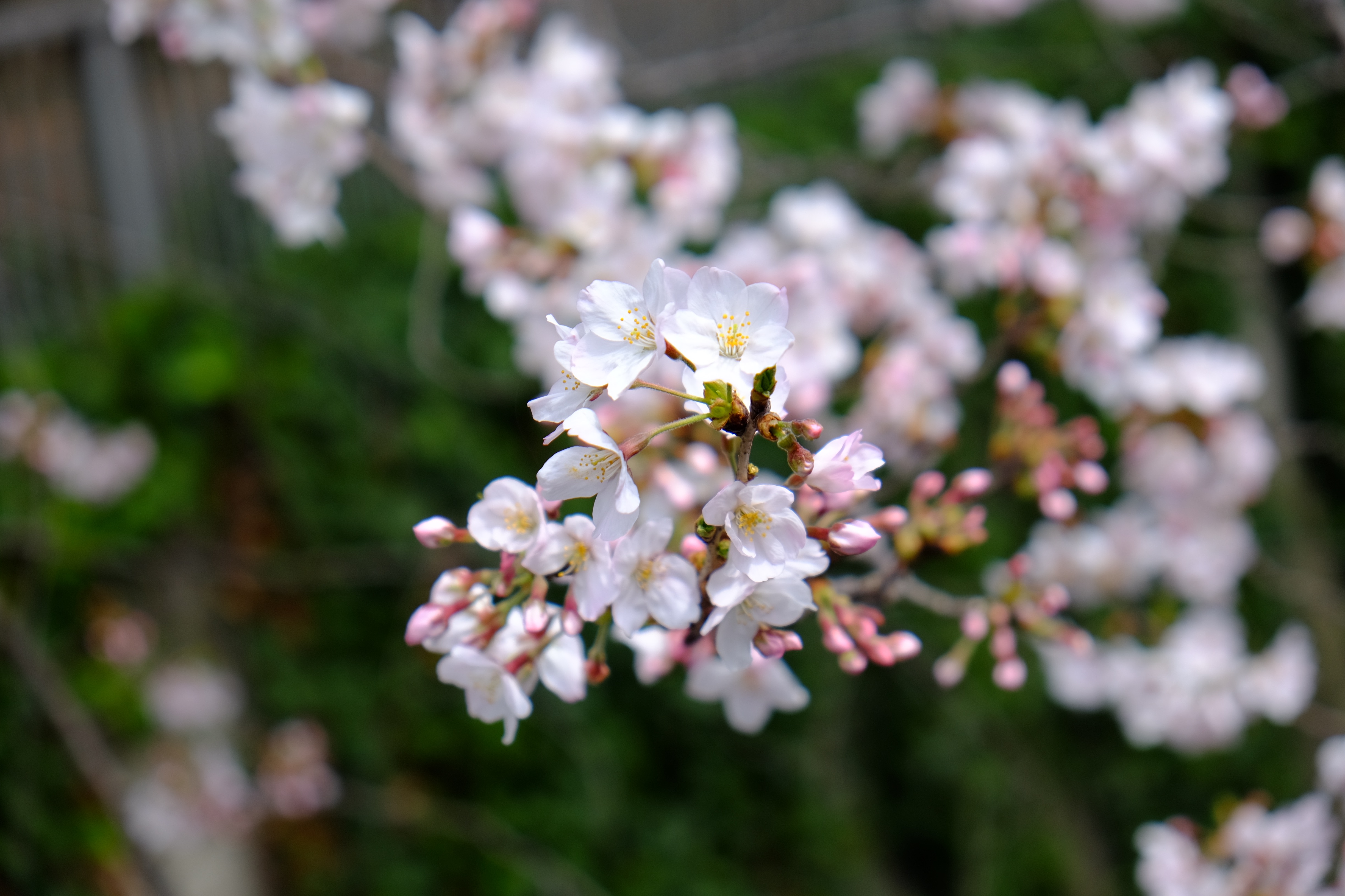 FUJI XF18-55mm f2.8-4…キットレンズだけどいいレンズ。
