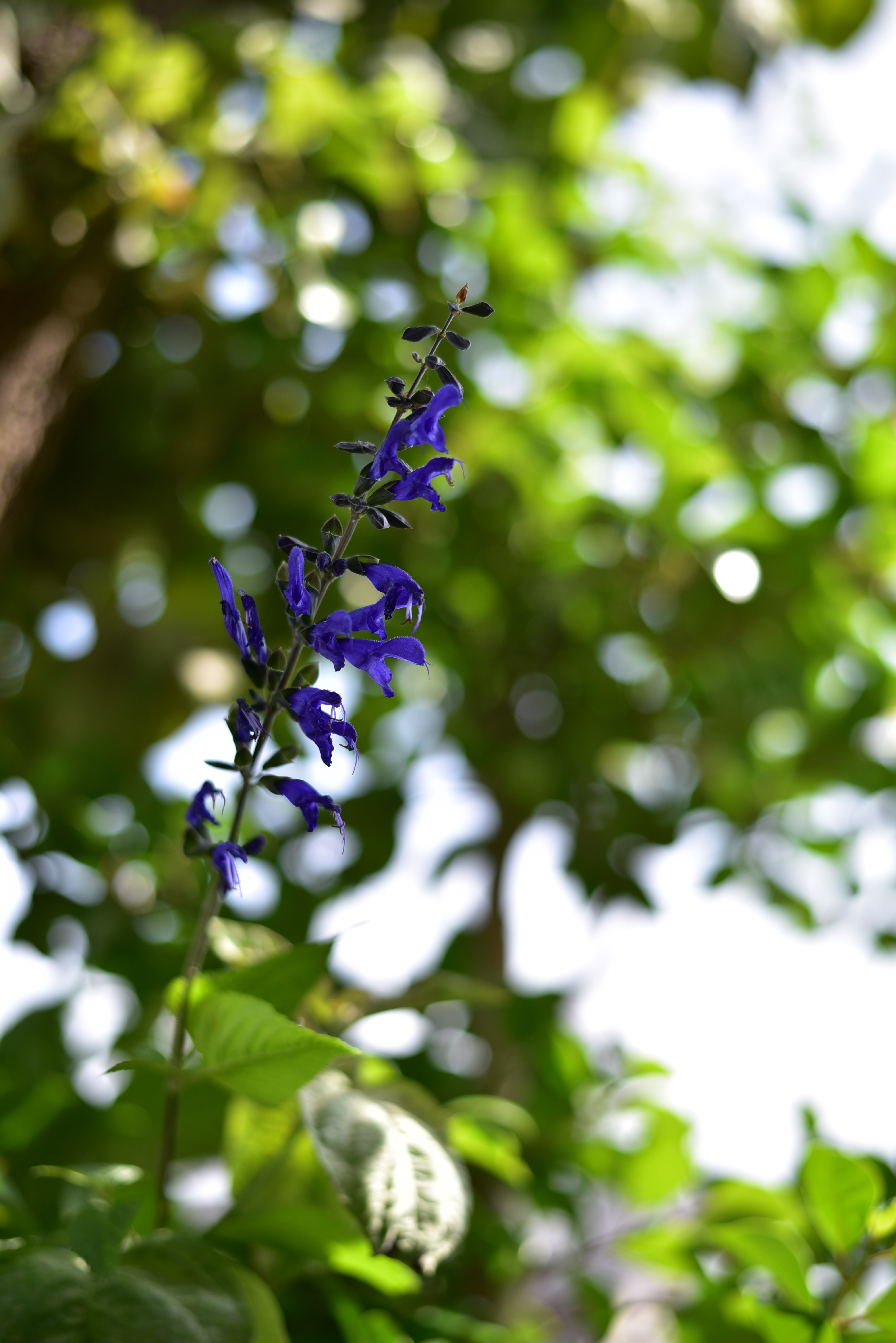 NIKON D750…望遠不足に陥るが、単焦点との写りは抜群。 | puaphotodog