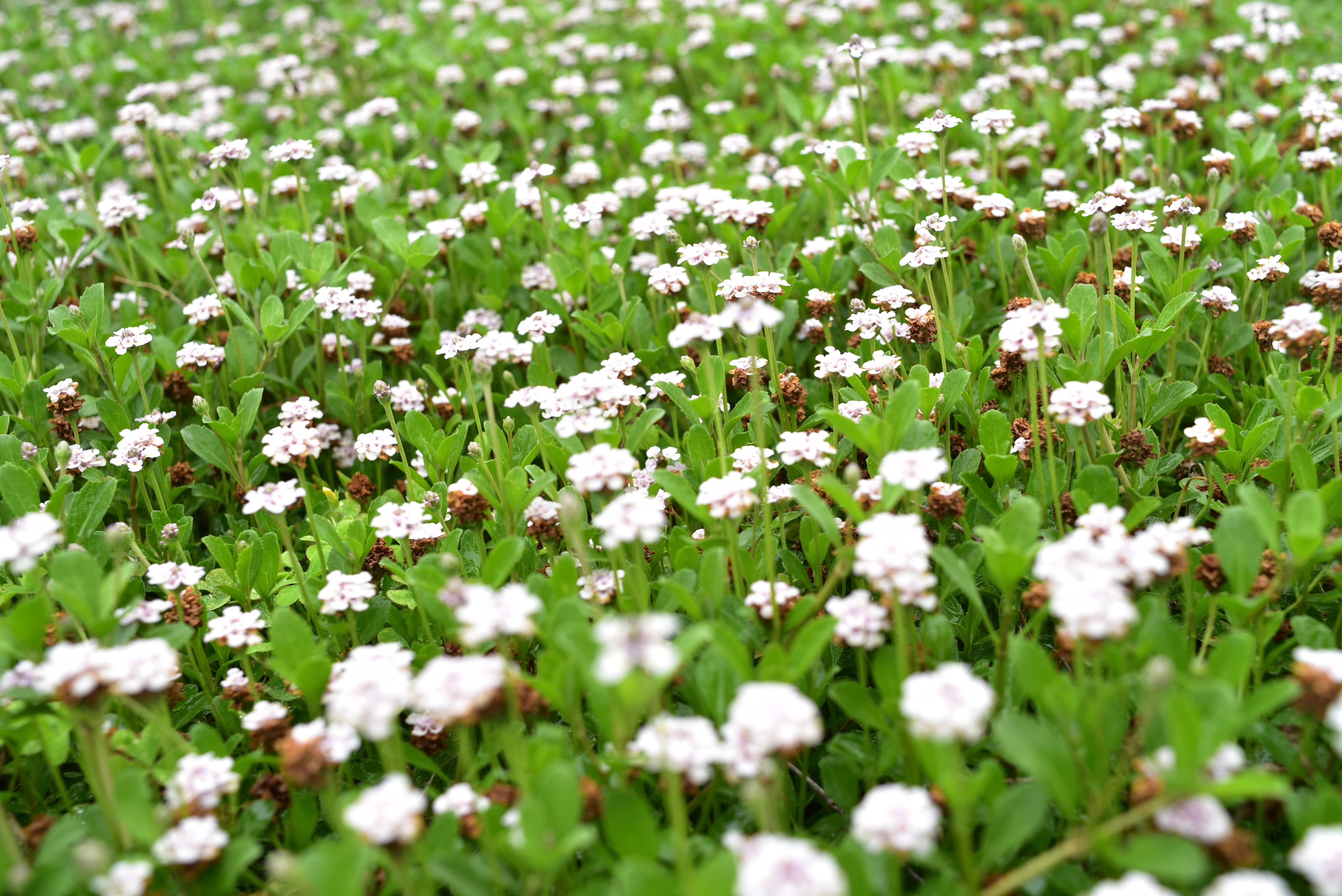 Ai AF Nikkor 35mm f2D…フレアなどの欠点はあるがそれも味