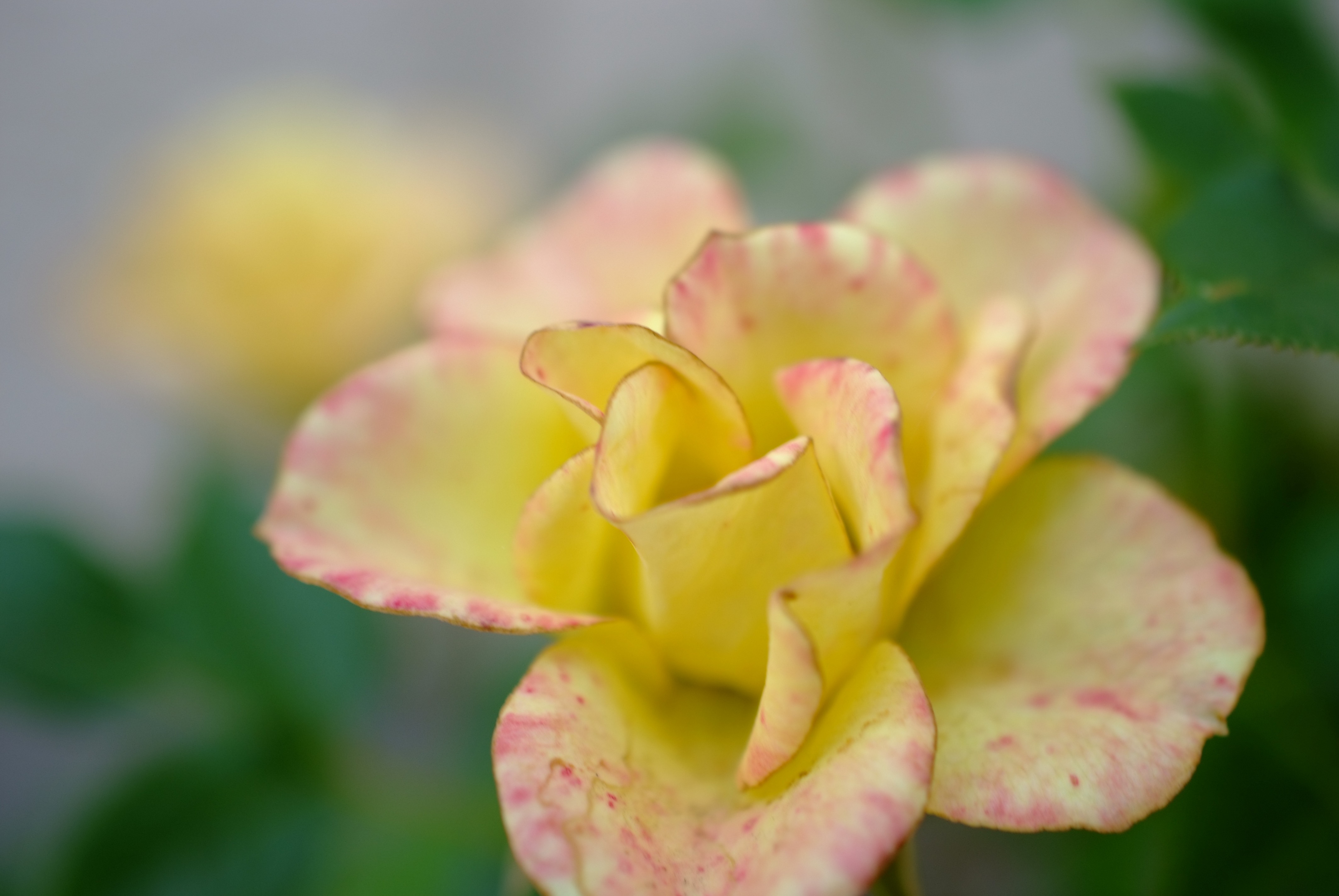 AF-S DX Micro NIKKOR 40mm f2.8G…開放からよく写るけどね…。