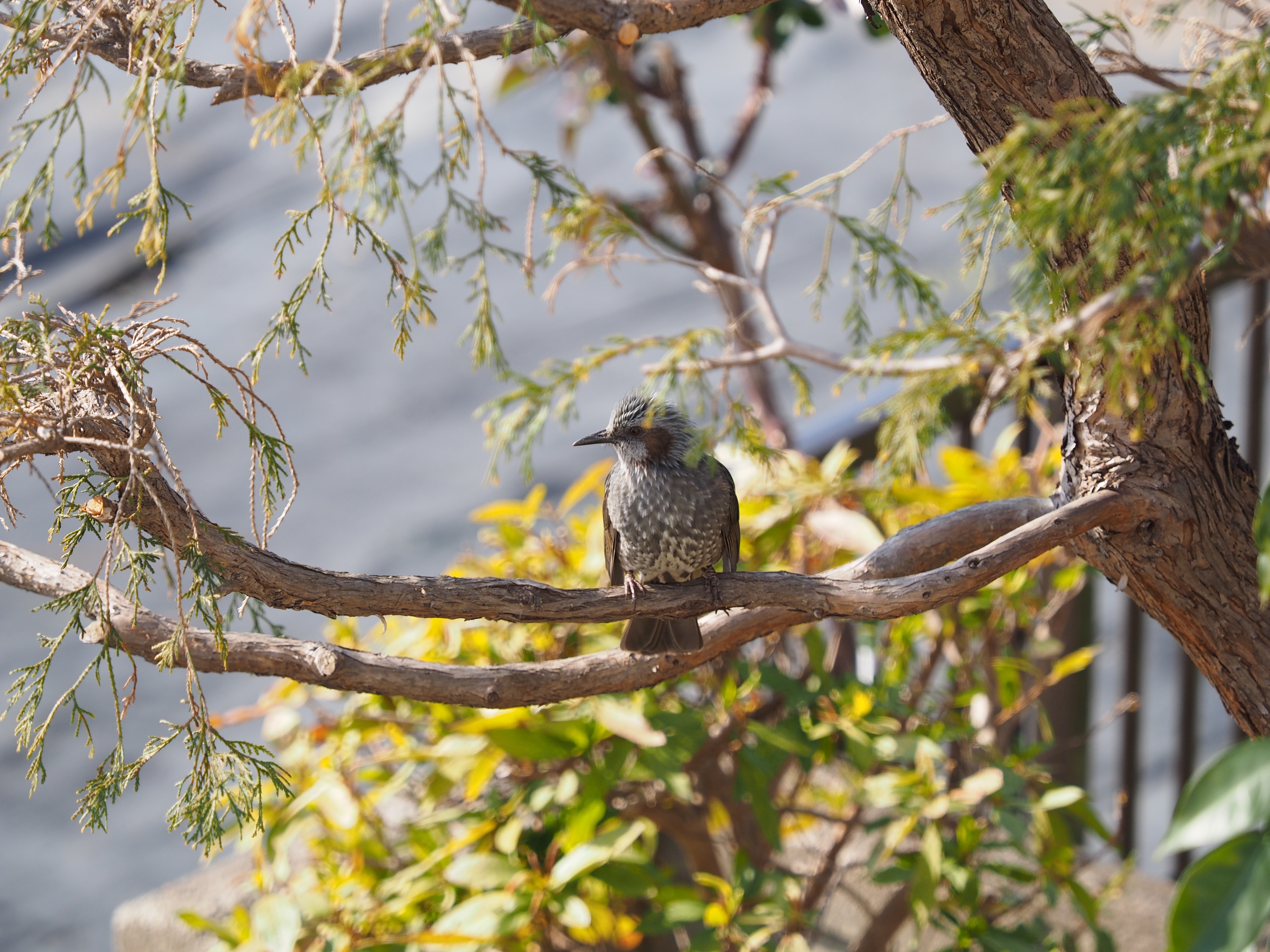 OLYMPUS 40-150mm f2.8 Pro…今まで使ったズームレンズで一番。