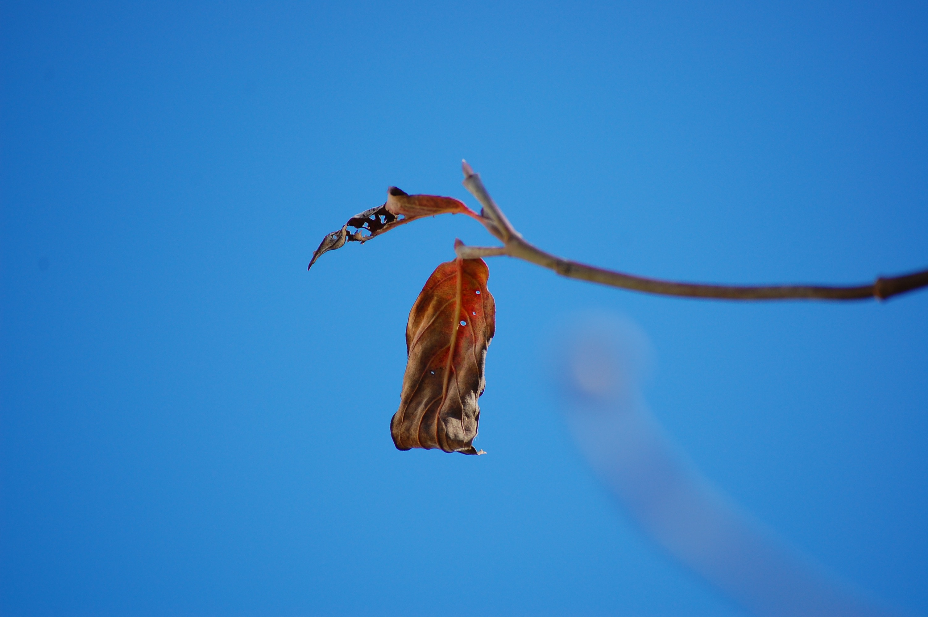 CCDセンサーのNIKON D40とFUJIFILM S5 Pro