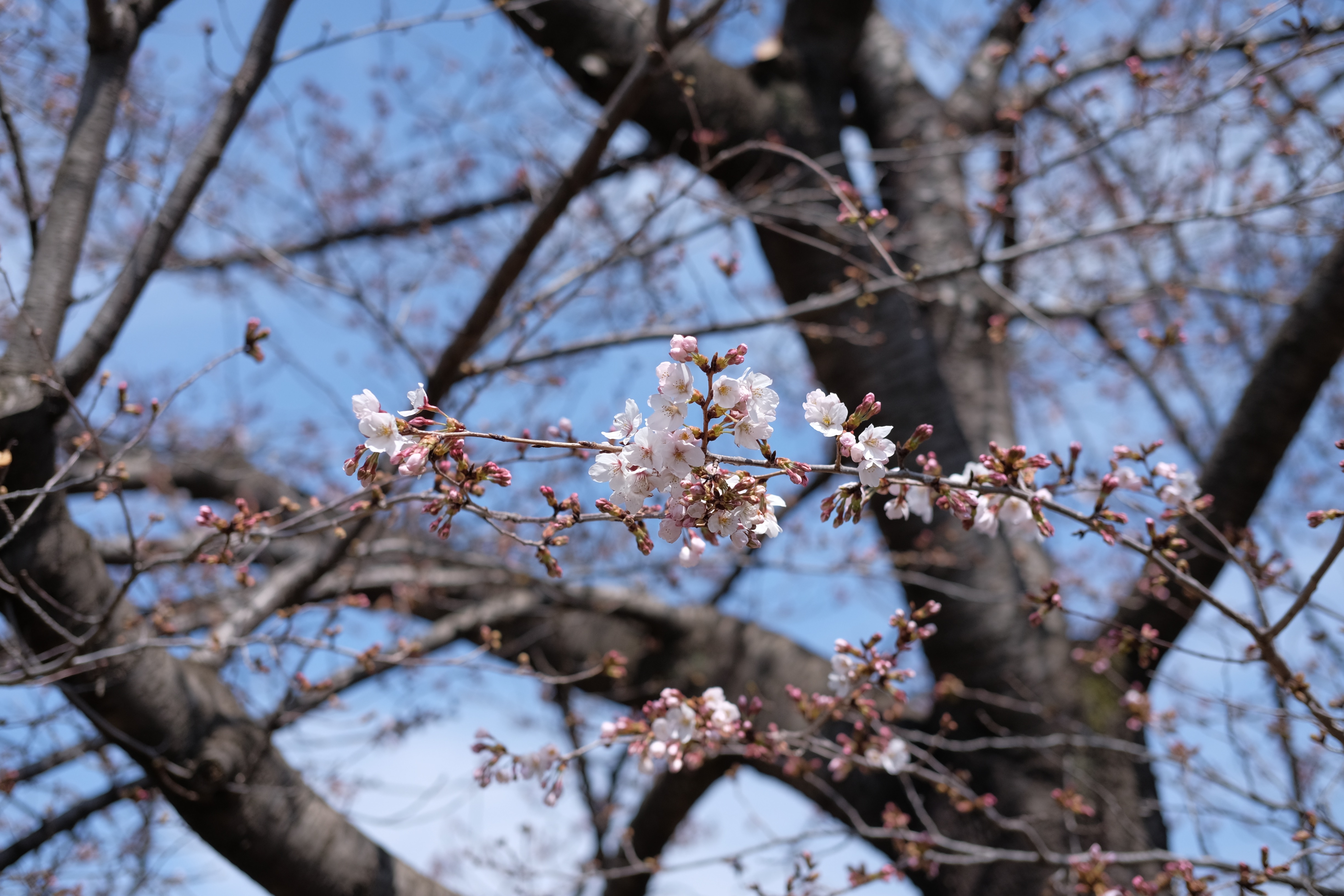 Panasonic LX100とFUJIFILM X-T1と、春の散歩。