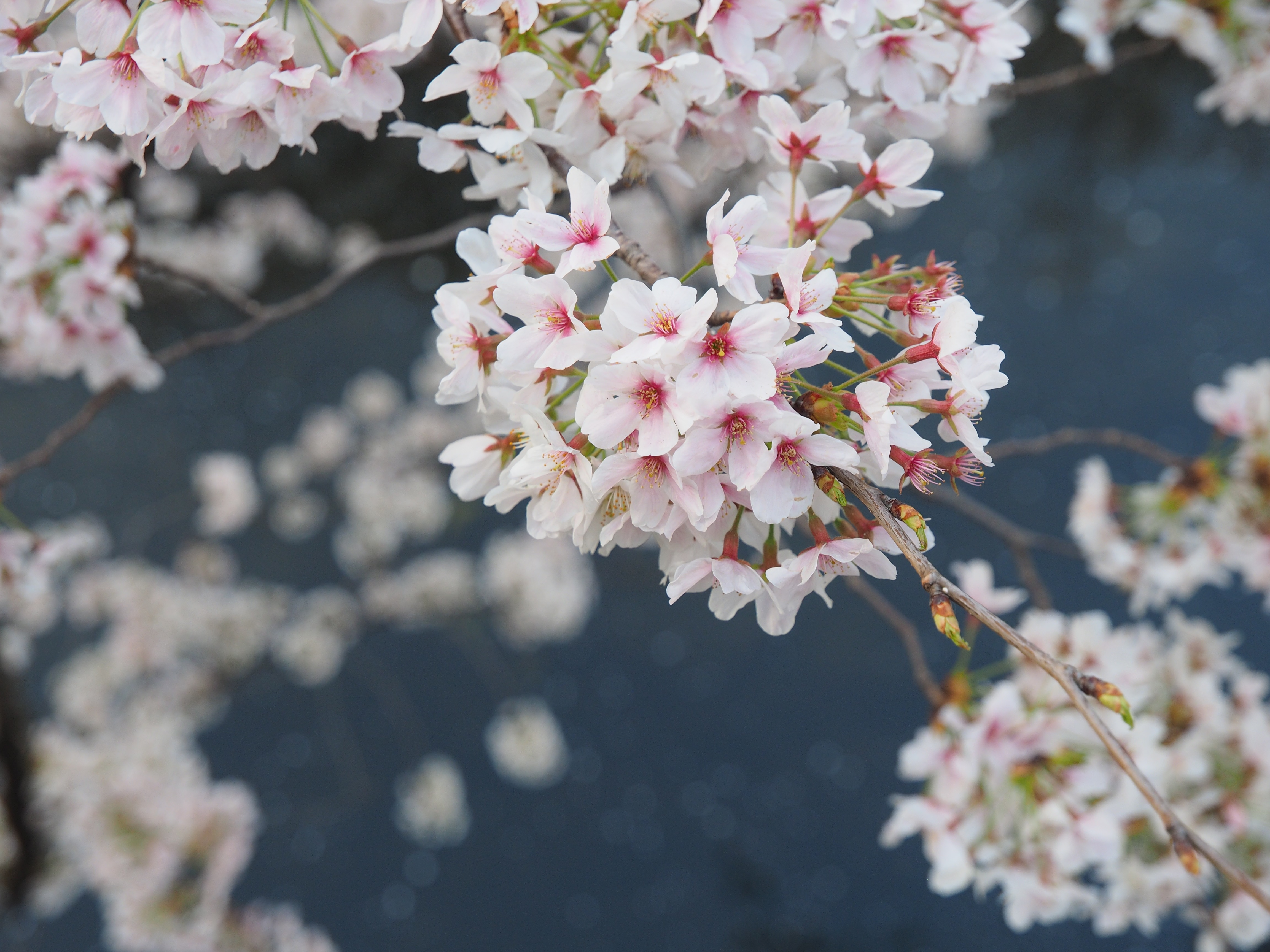 毎年恒例の神田川沿いの桜。