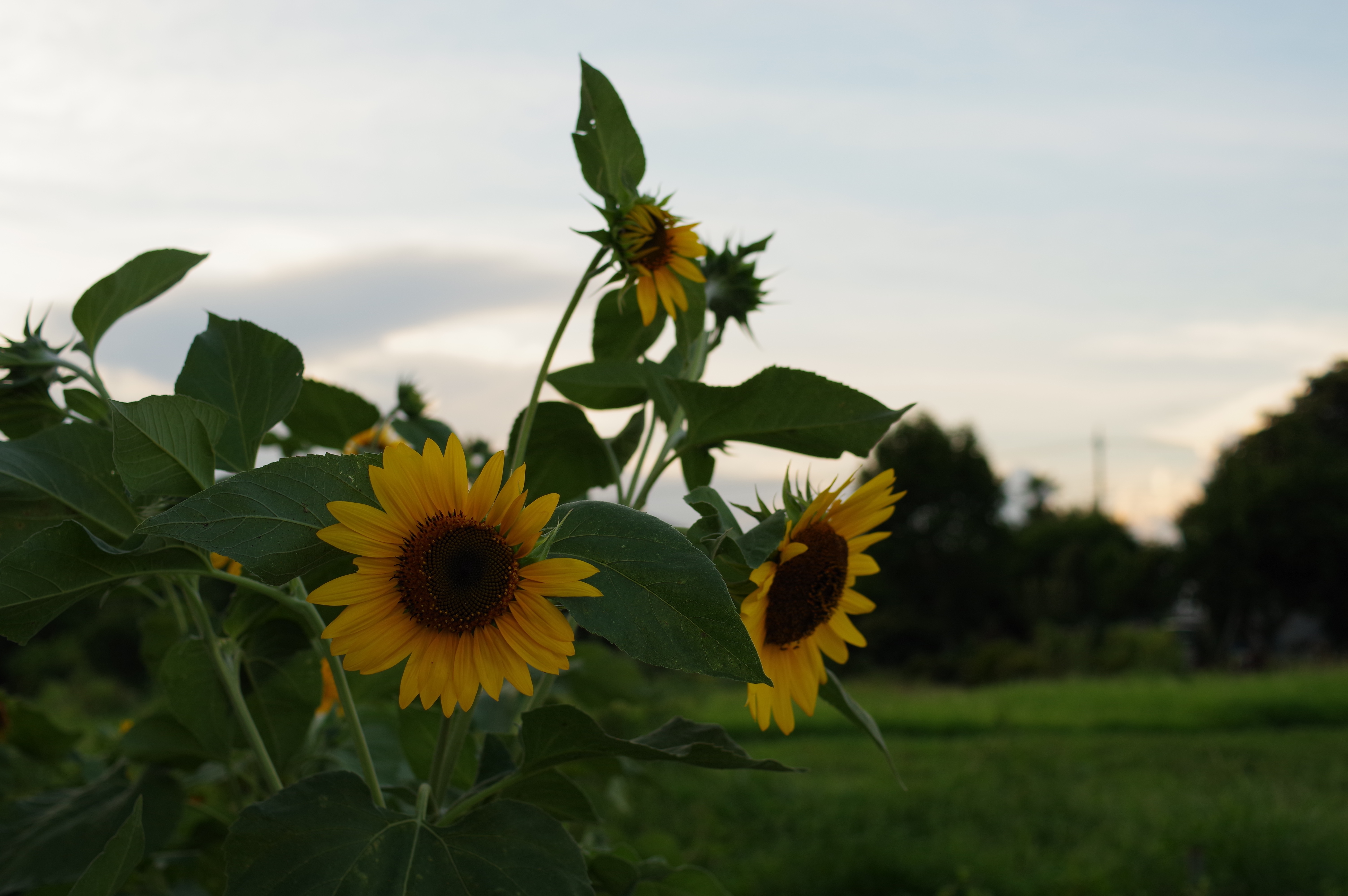 RICOH PENTAX KP…写りなど。