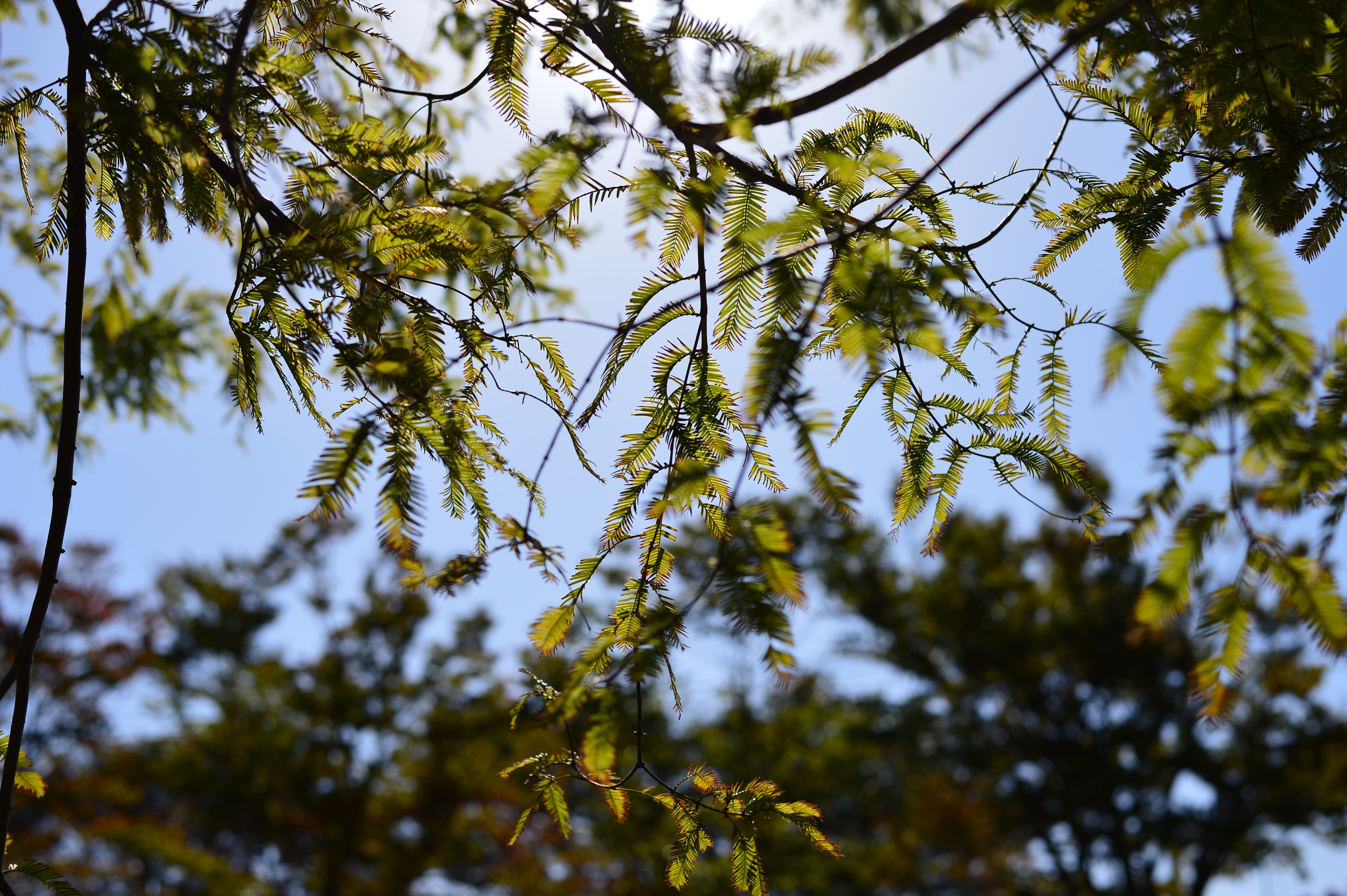 Nikon Dfを使ってみた…その2。