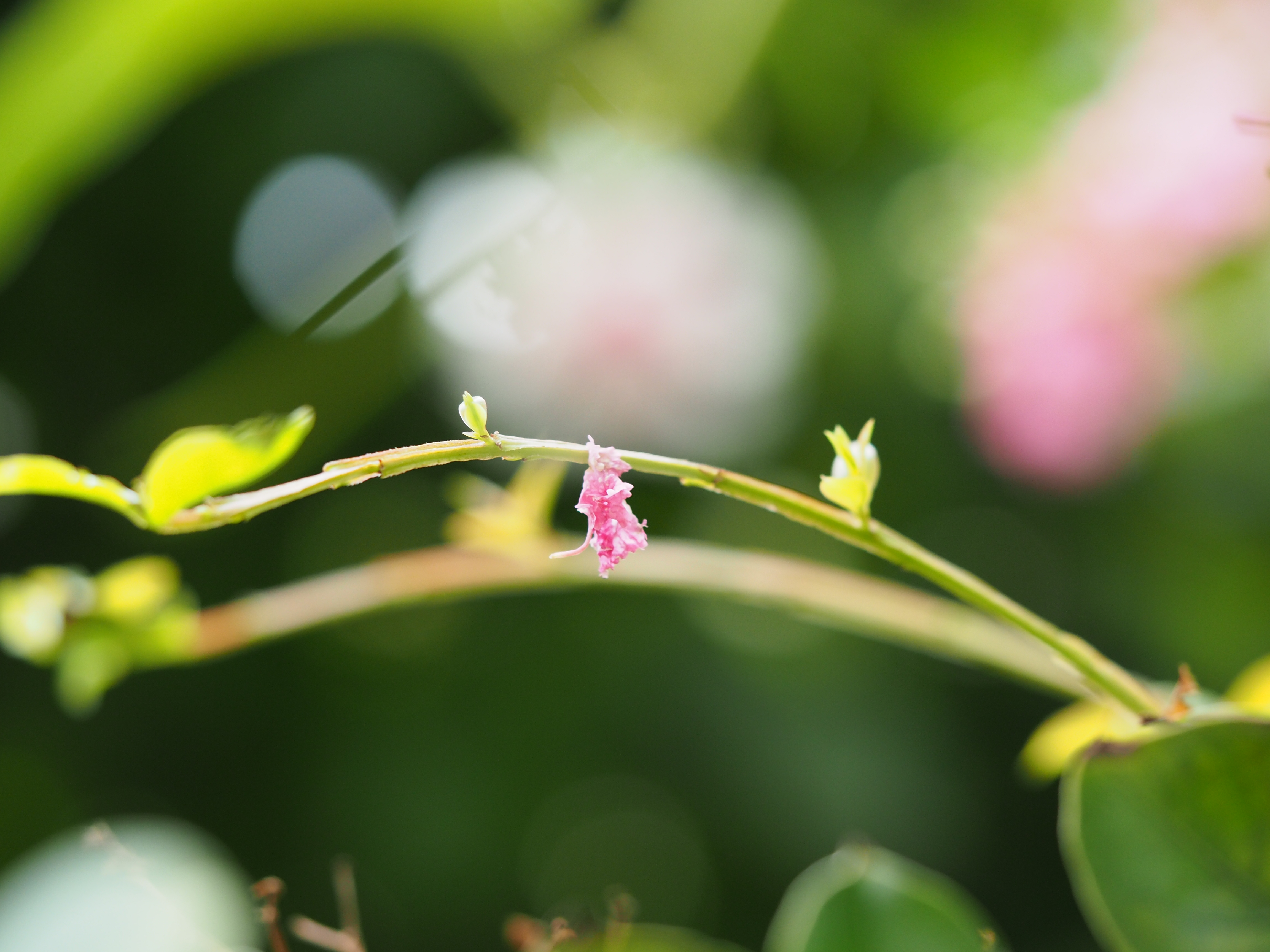 OLYMPUS E-M5 Mark Ⅱの話。