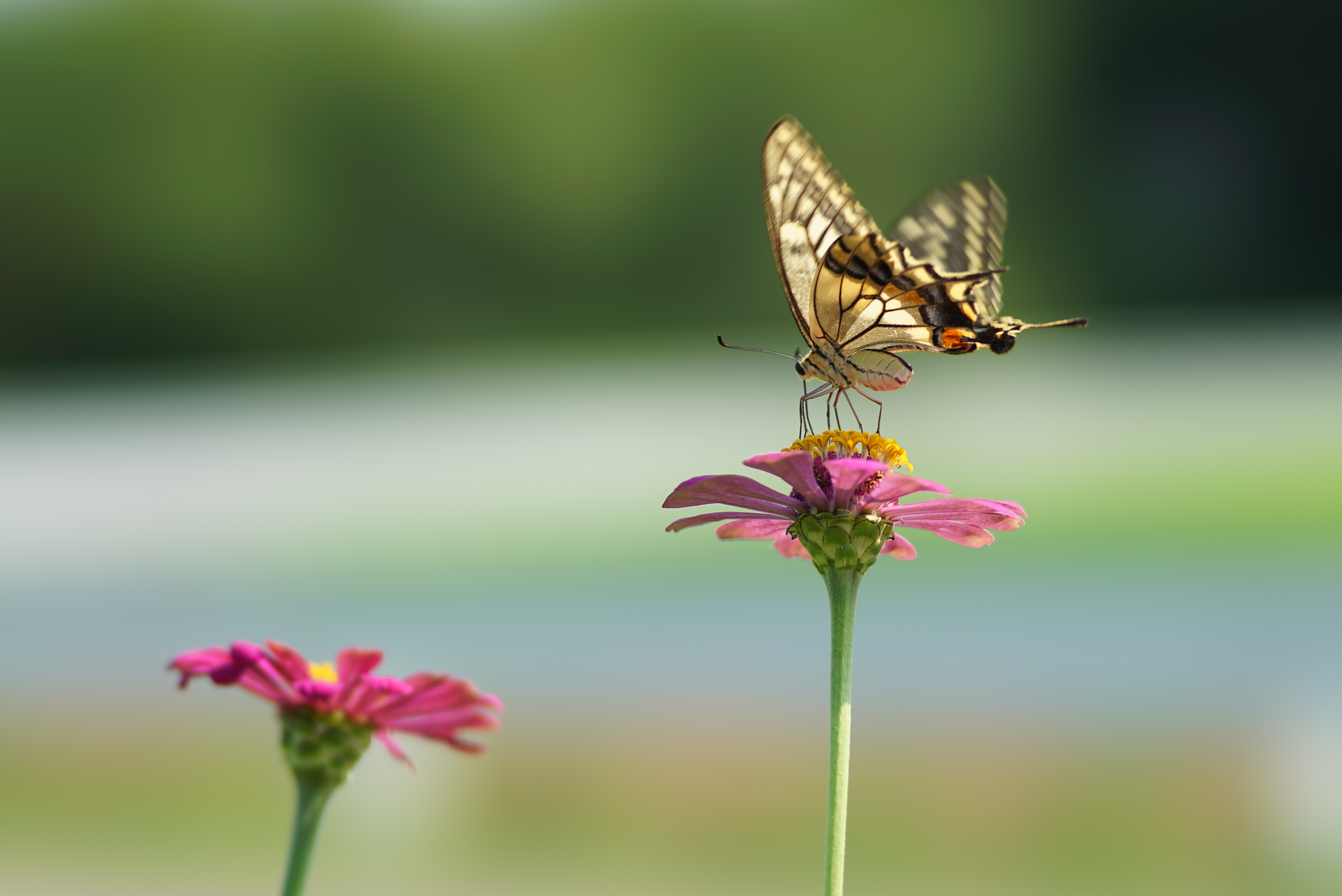 GFXアダプター＋SONY 135mm F2.8 [T4.5] STF SONY 「135mm F2.8 [T4.5] STF (SAL135F28)」 レポート2 撮影編