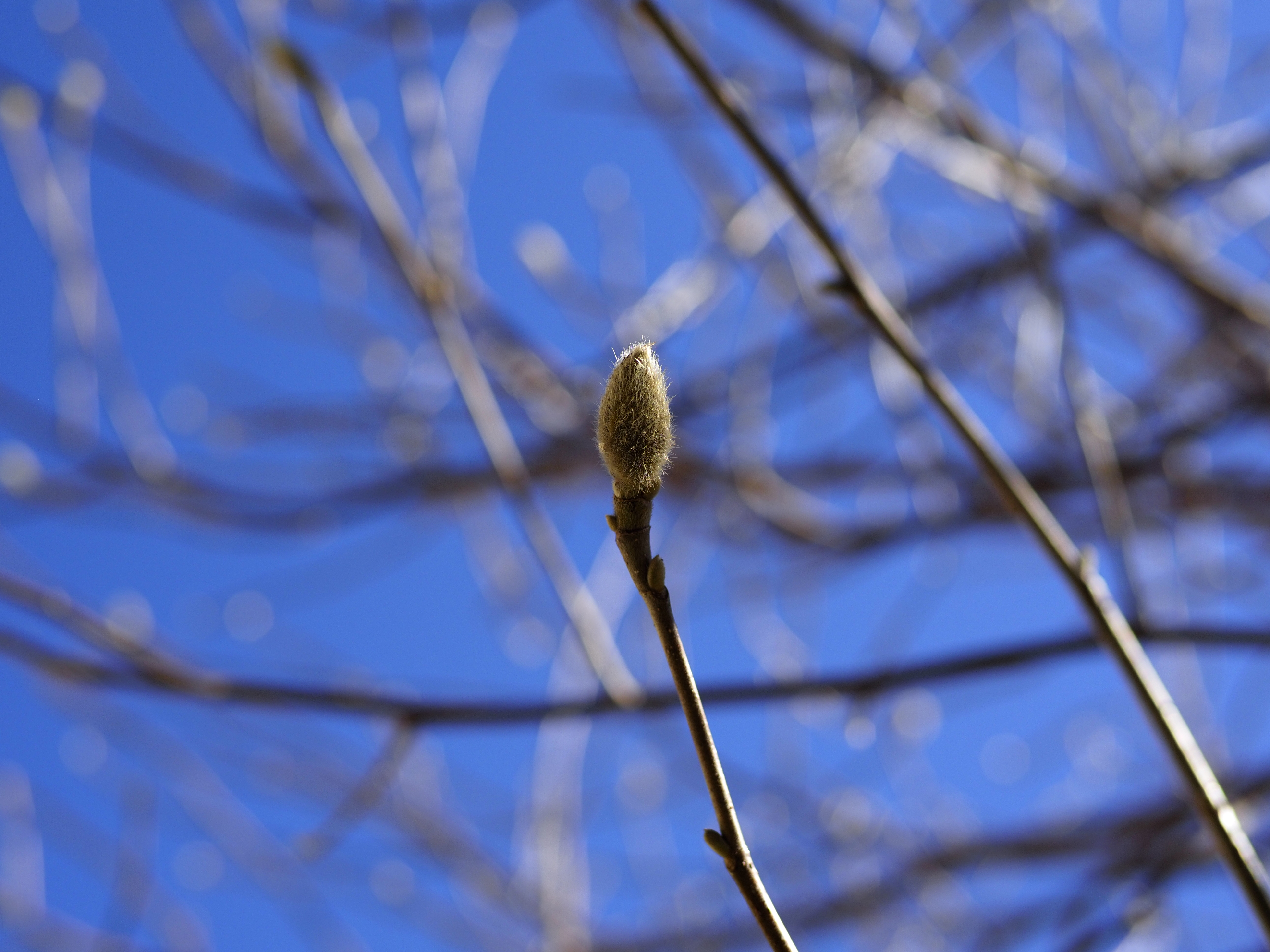 OLYMPUS E-M1 Mark Ⅱ 再び。