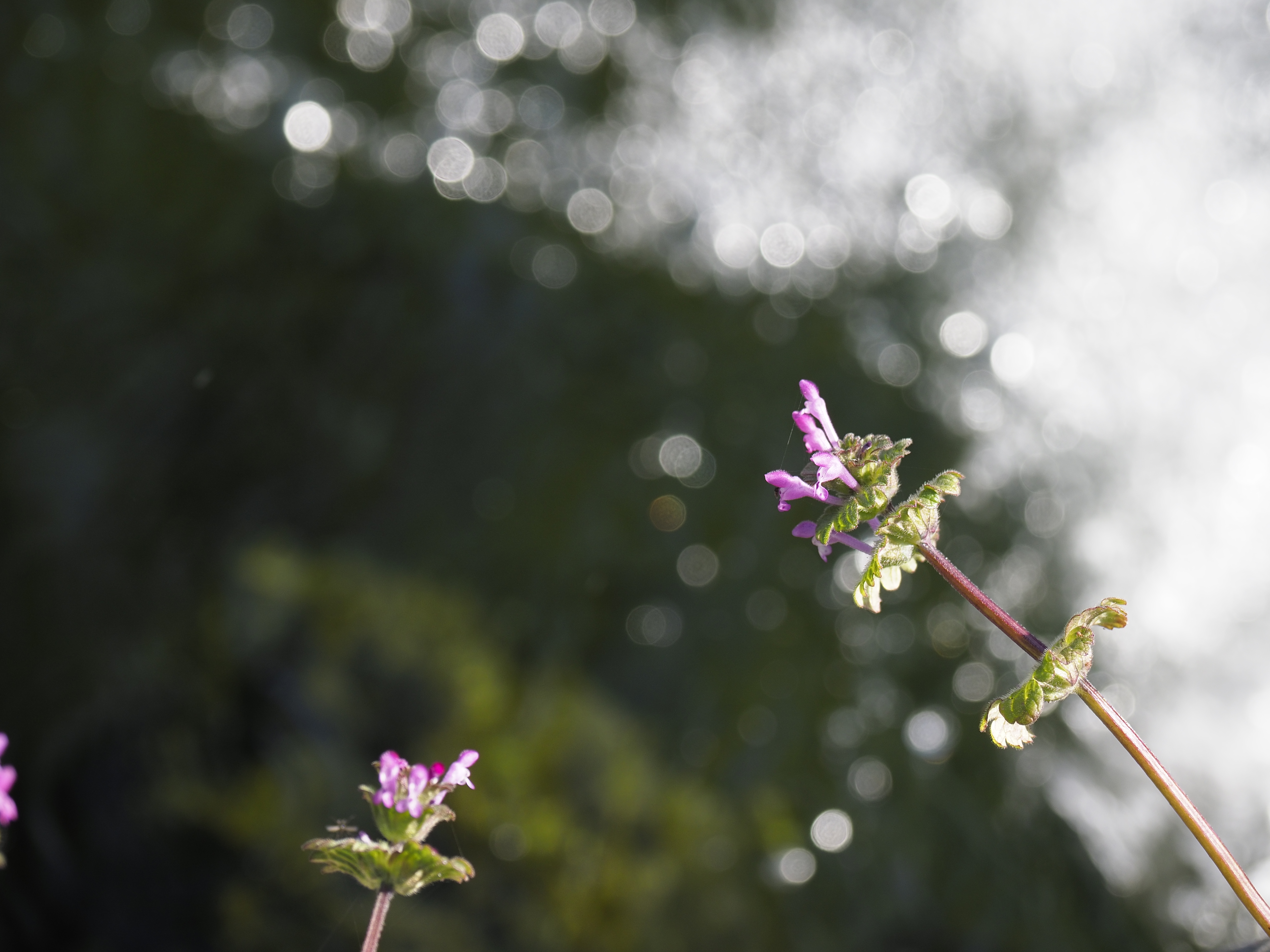 花粉症はつらいよ…。