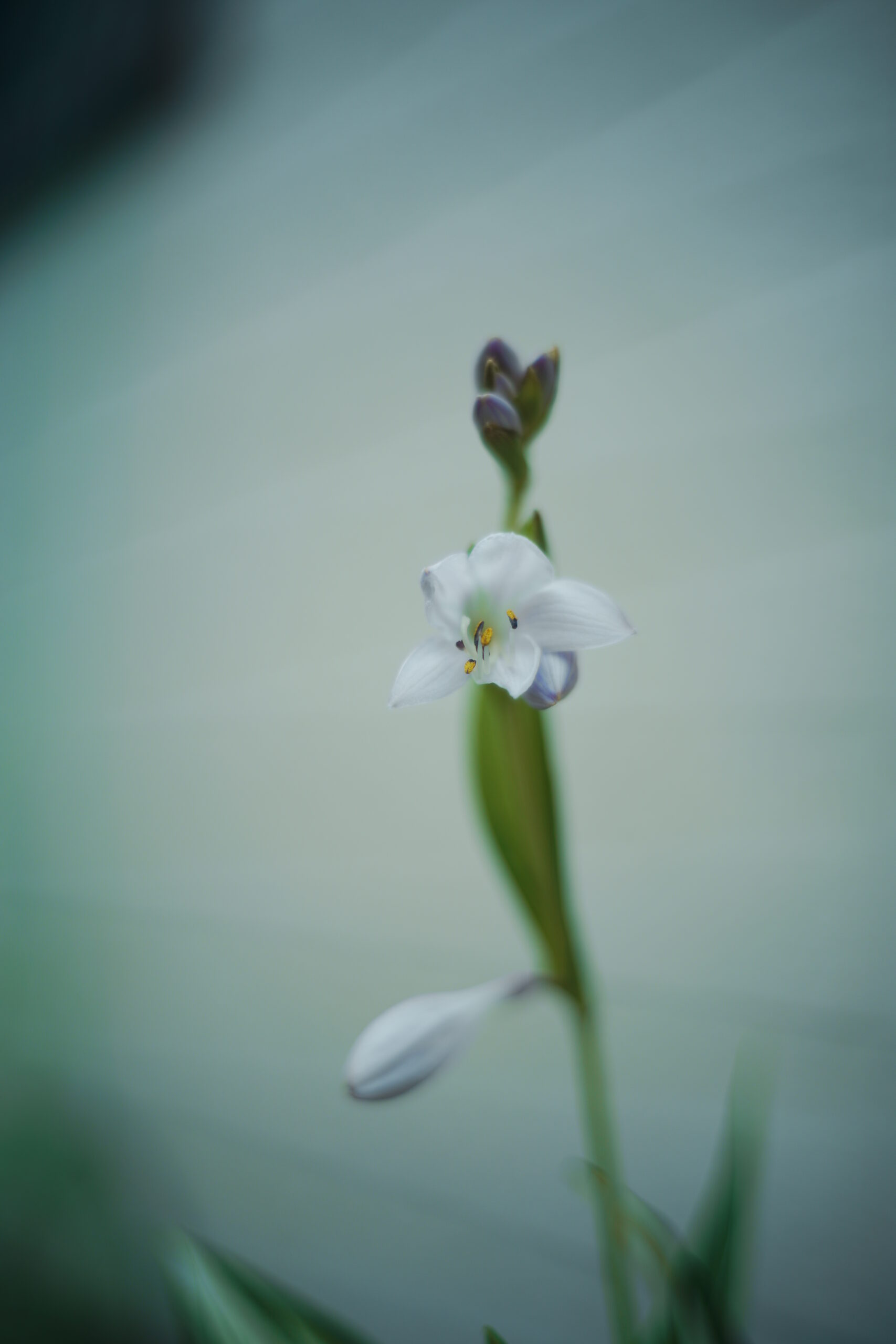 NIKON ZfとSIGMA fp その2。